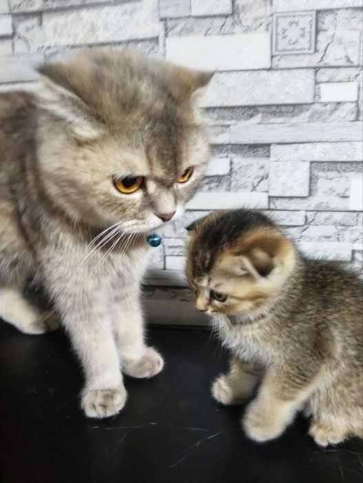 Кошка продам скоттиш фолд