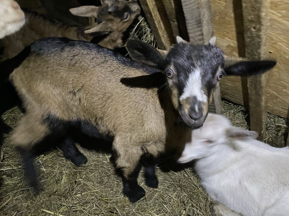 Capre la prima fătare