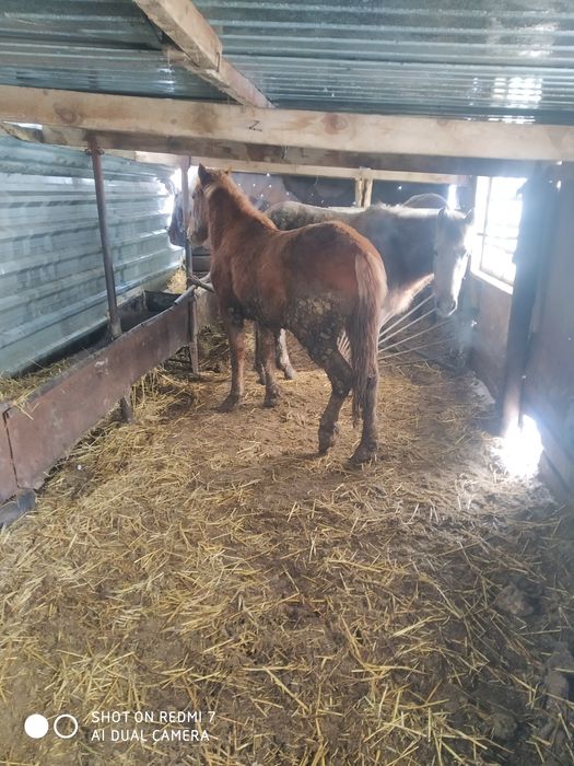 Семіз жылқы сатам