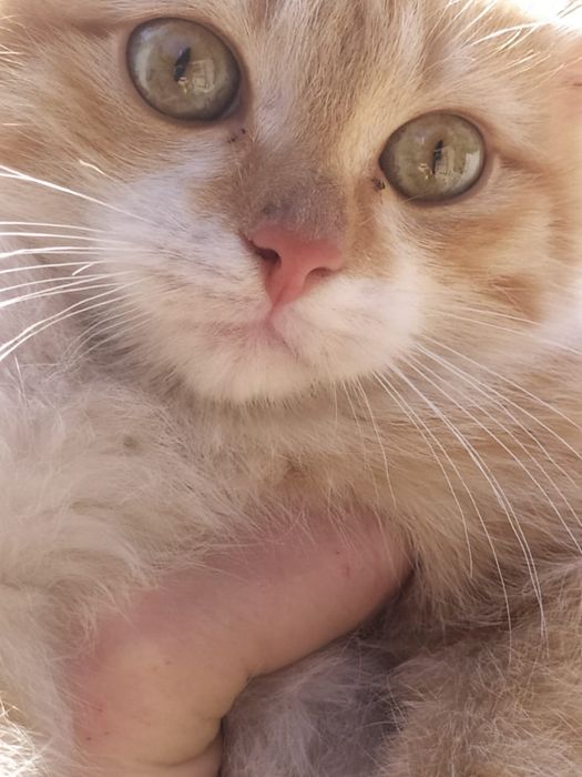 Котенок в добрые руки