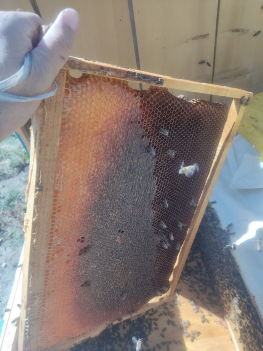 Tozza tabbiy tog asali