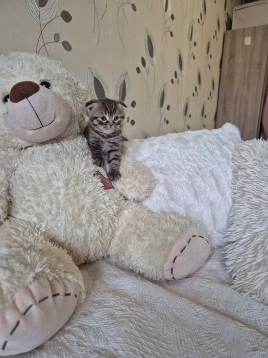 Британски късокосмести котета