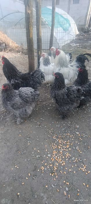 Ouă incubat Brahma HD și Albastru