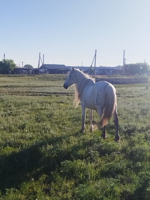 Продам кобылу дойную