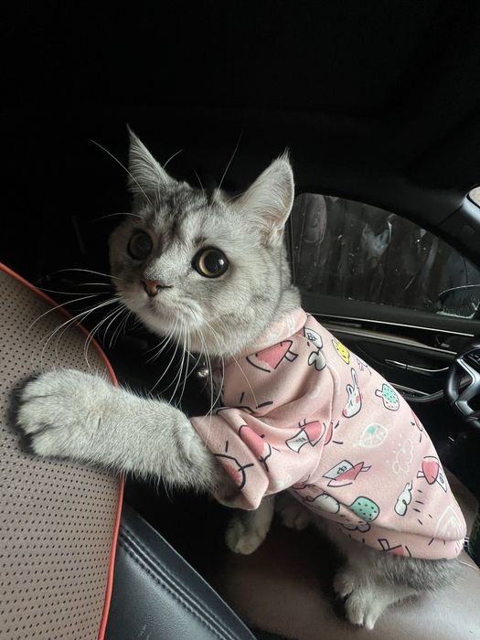 British mushuk sotiladi