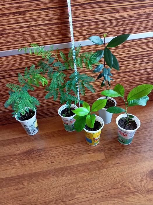 Цезалпиния, лимони, дафинов лист, стайни растения, за Варна