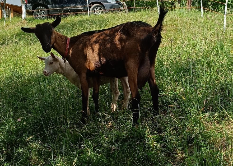 Capră alpină franceza