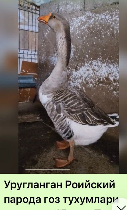 Гоз жужалари ва тухуми бор