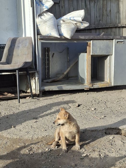 Малышке нужен дом