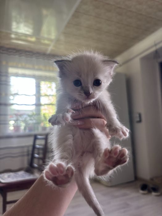 Отдам котят в добрые руки!