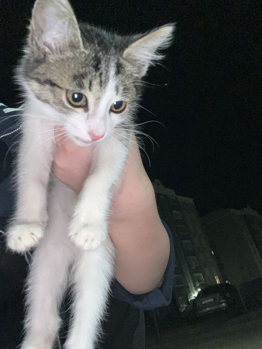 кошка в добрые руки срочно