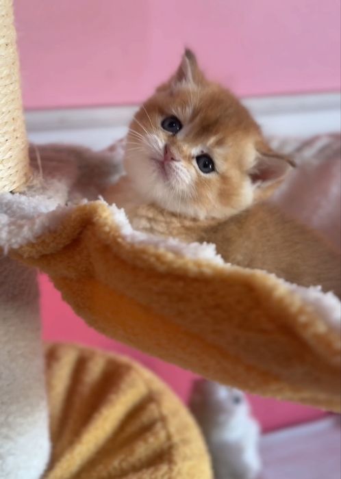 Фолд продан.Продаются шикарные котята Золотые шиншиллы