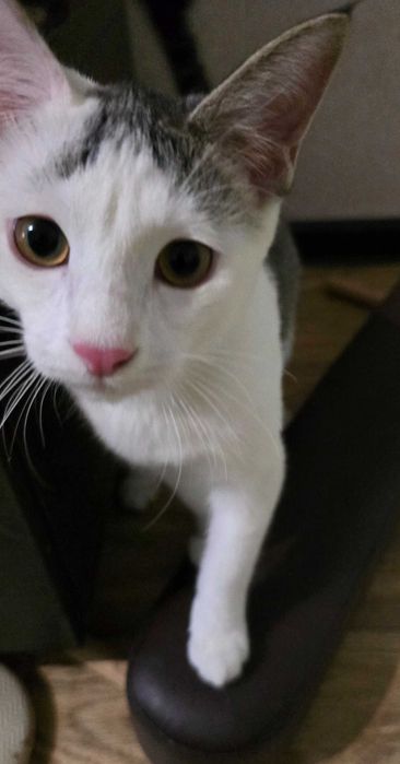 Кот, 5 месяцeв, зовут Руб, привит, кастрирован