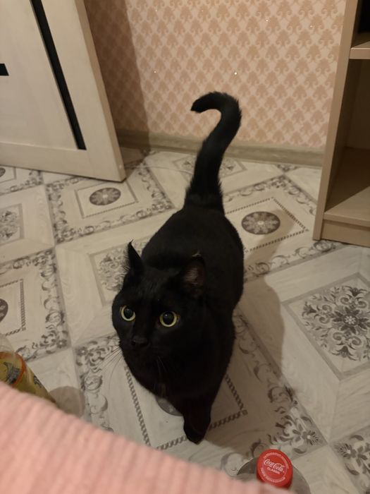 Отдам ласковую кошечку