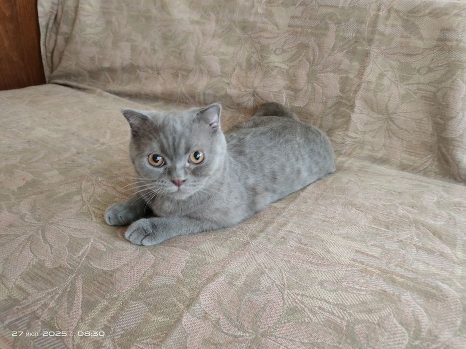 Продам котят в хорошие руки