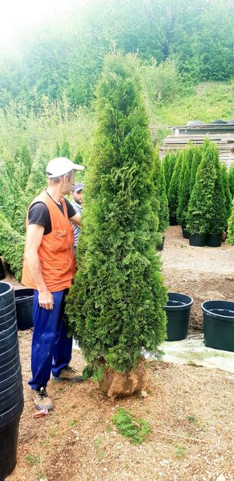 Vând tuia smaragd de mai multe dimensiuni