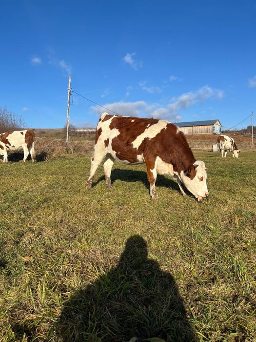 Vand 4 junici gestante