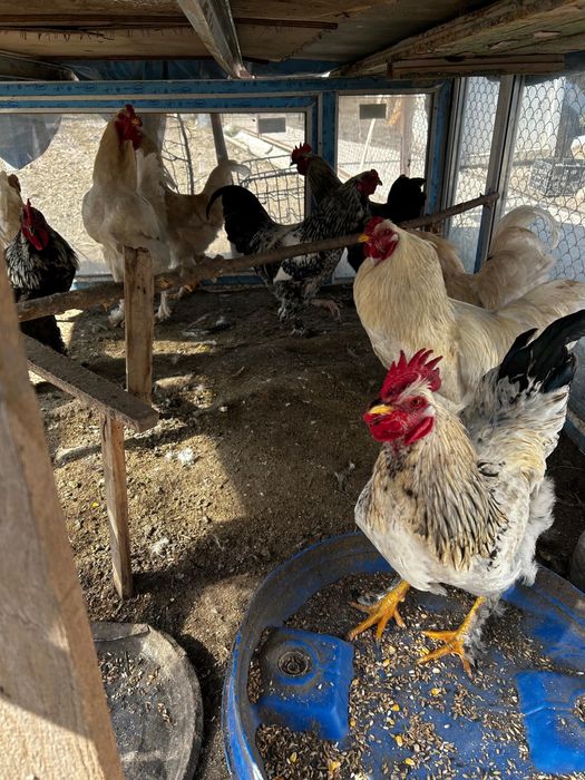 Продается петухи