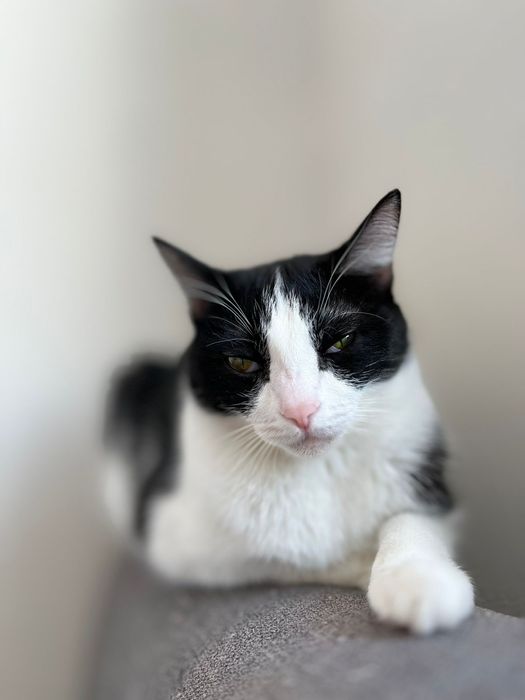 Кошка в добрые руки