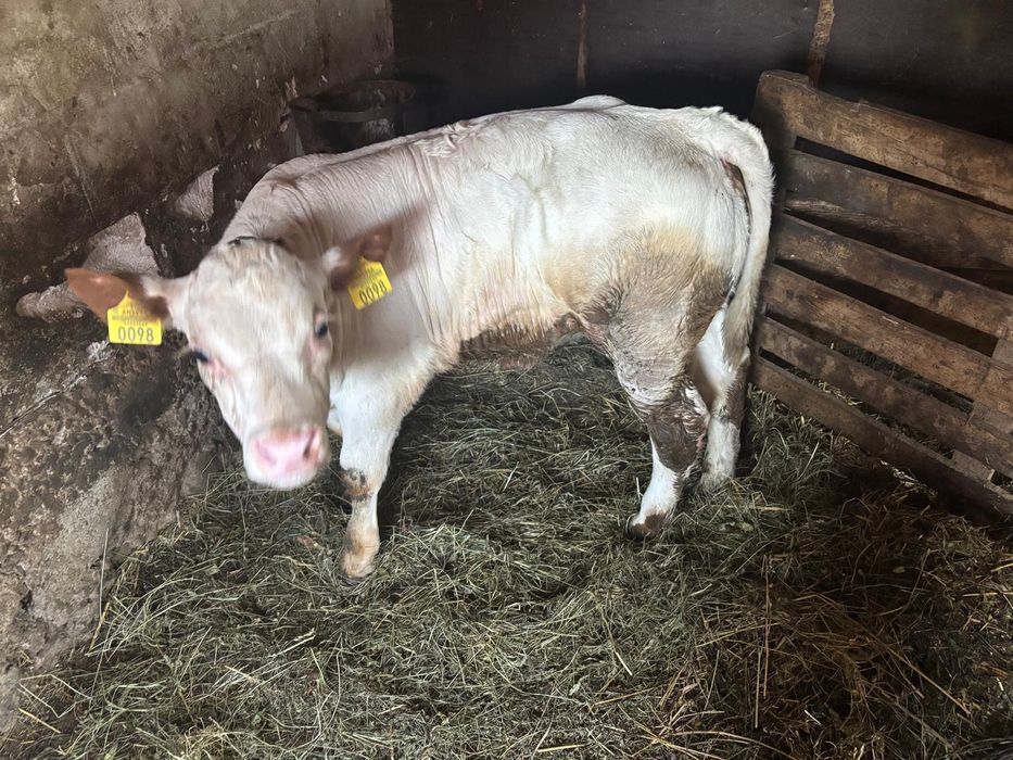 Vand vaca buna de lapte cu vitea