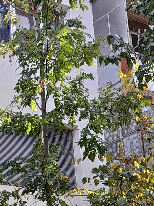 Едностаен от собственик в "Младост"1