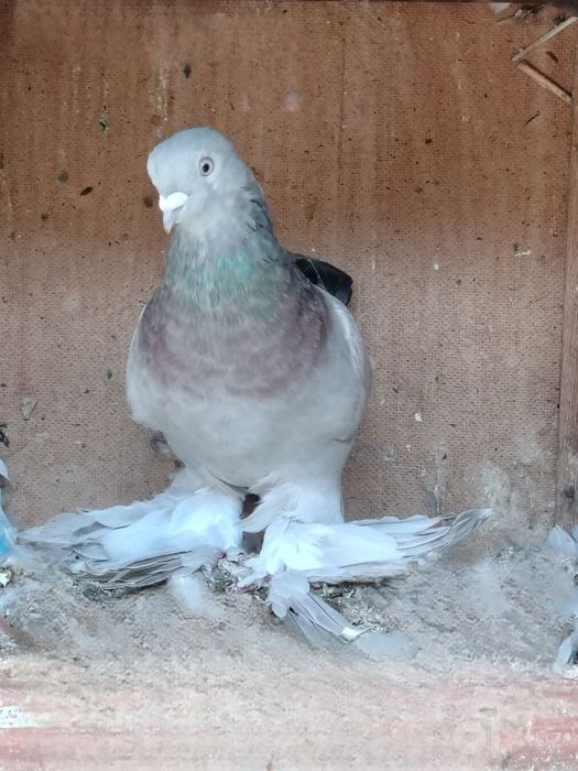 Kabutarlar bolalari bilan yaxshi holatda kasallikka chalinmagan rangli