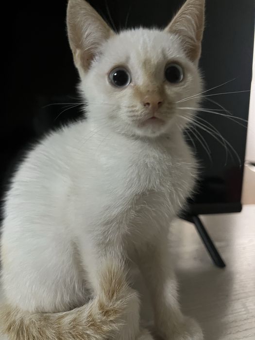 отдам  котят в добрые руки)