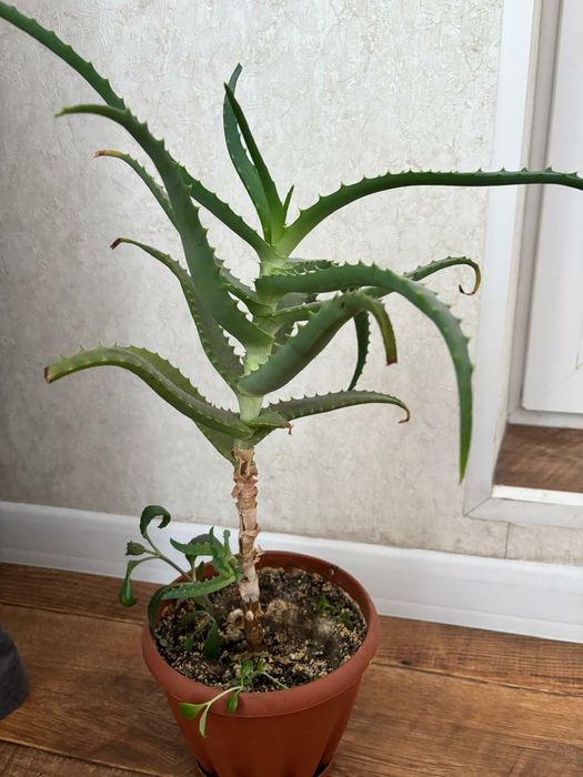 Продам каланхоэ 3000 алоэ 2000 ,мята 1000 тенге