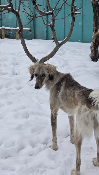 Тазы сатылады/продам тазы