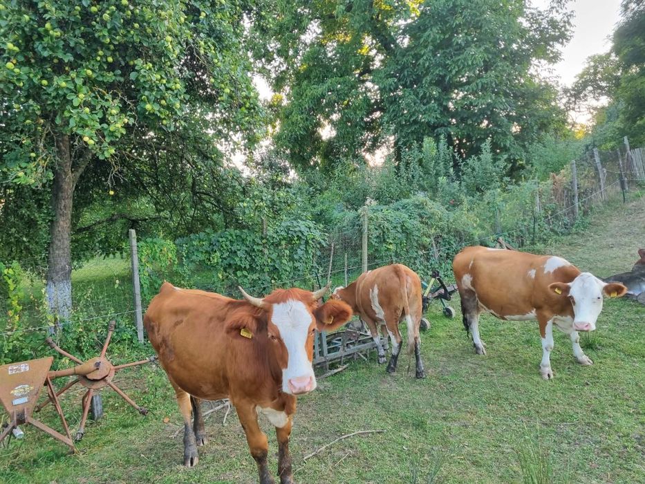 Junincii preț negociabil