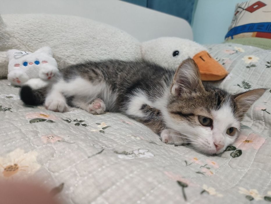 Котёнок в добрые руки