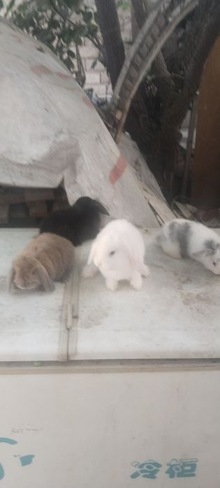 Karlik quyon sotiladi
