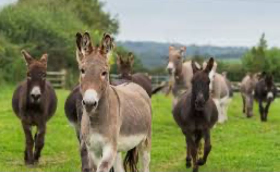 Lapte de Măgăriță