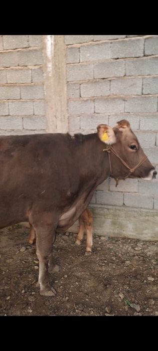 Корова с теленком