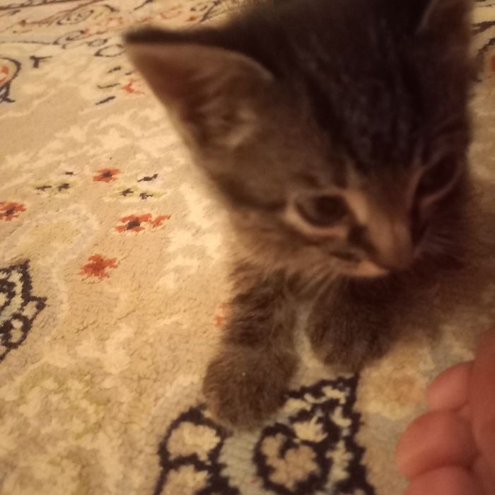 Прямоухий котёнок 1,5 мес  девочка