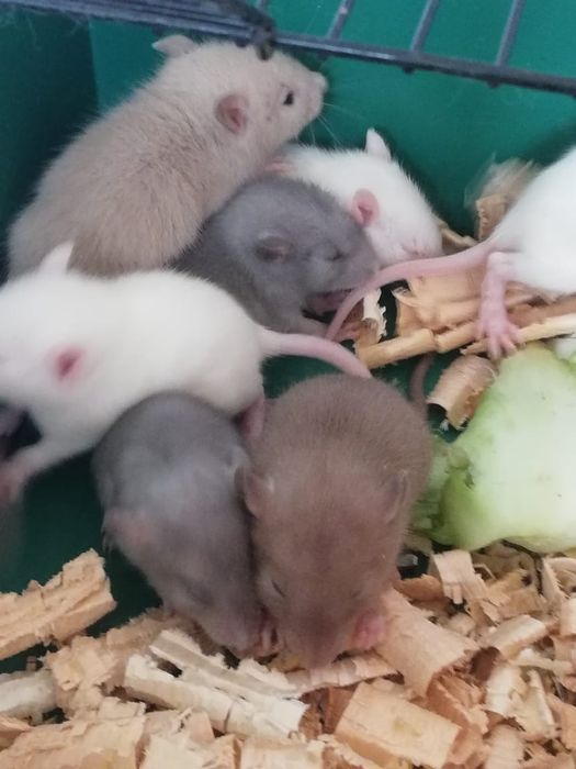 Декоративные крысята крыс