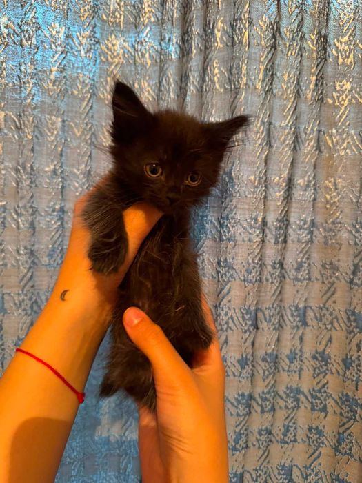 Отдам СРОЧНО котят!!!