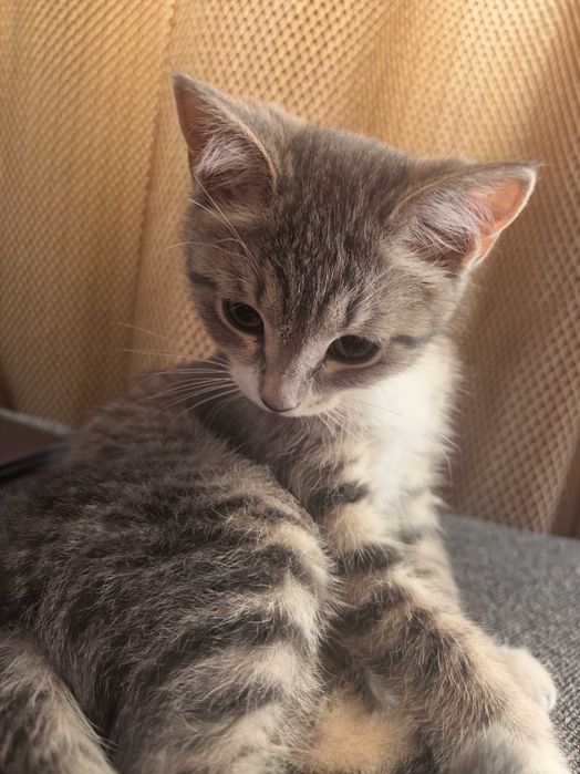 Отдам котенка бесплатно