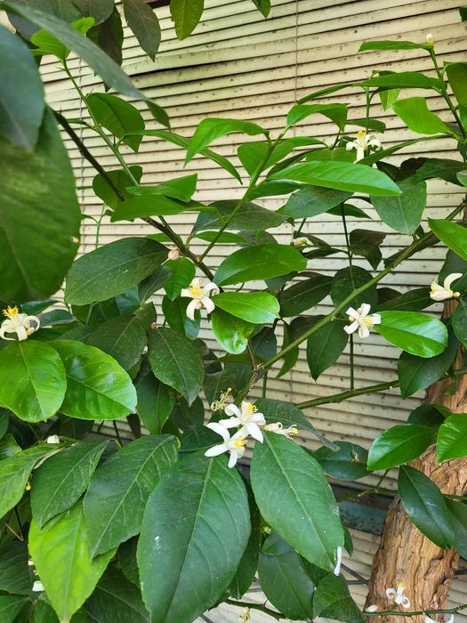 Продам лимонное дерево