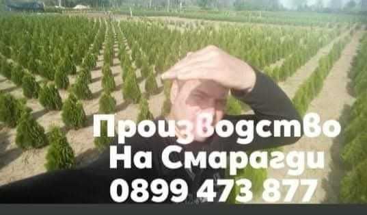 Предлагаме Туя-Смарагд и др.Озеленяване и подръжка на зелени площи