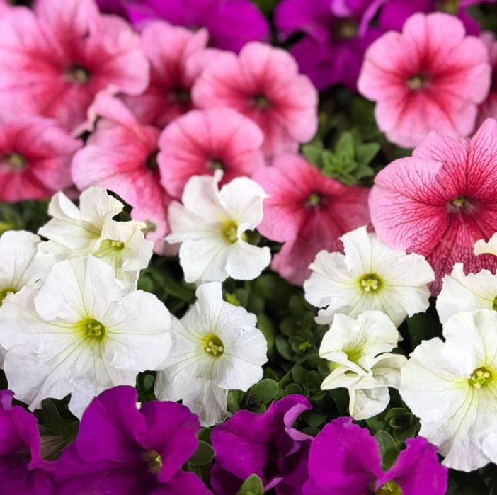 Садовые растения