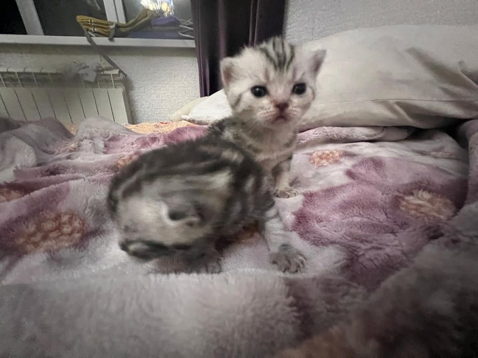 Котята шотландские