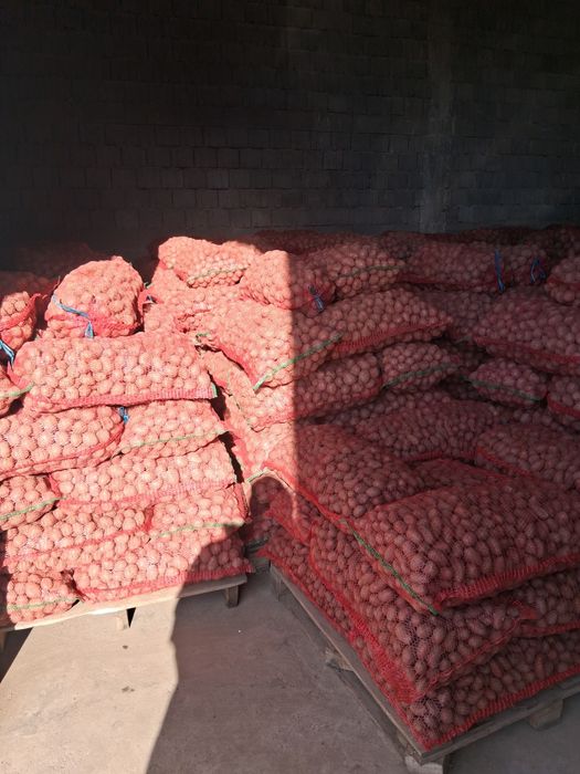 Cartofi de sămânță calitatea 1 preț 1.30