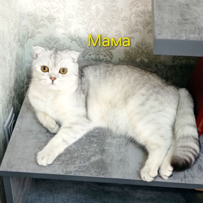 Продаётся котёнок породы шиншилла.