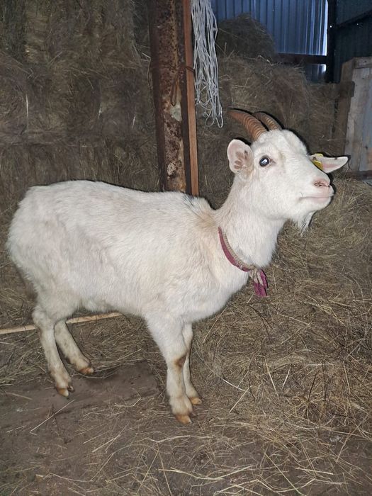 Козы животный селскии