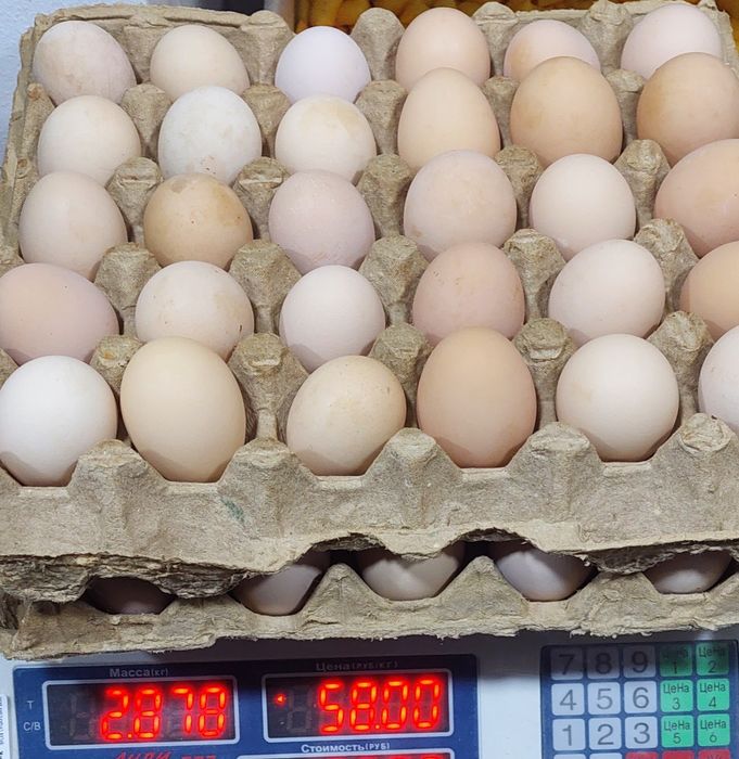 Uy tuxumi Уй тухуми