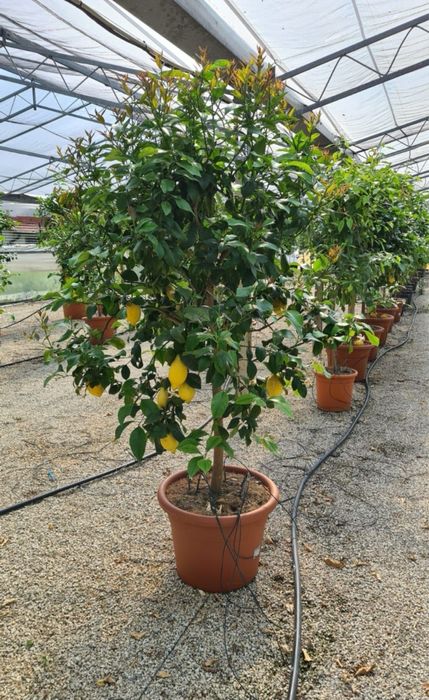 Avem la vânzare  lămâi si mandarin