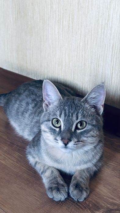 Отдам кота в хорошие руки