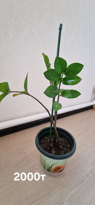 Доллар гүлдері сатылады