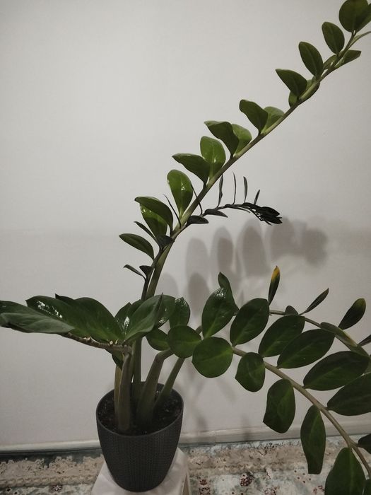 Долларовое дерево, высота 120 см